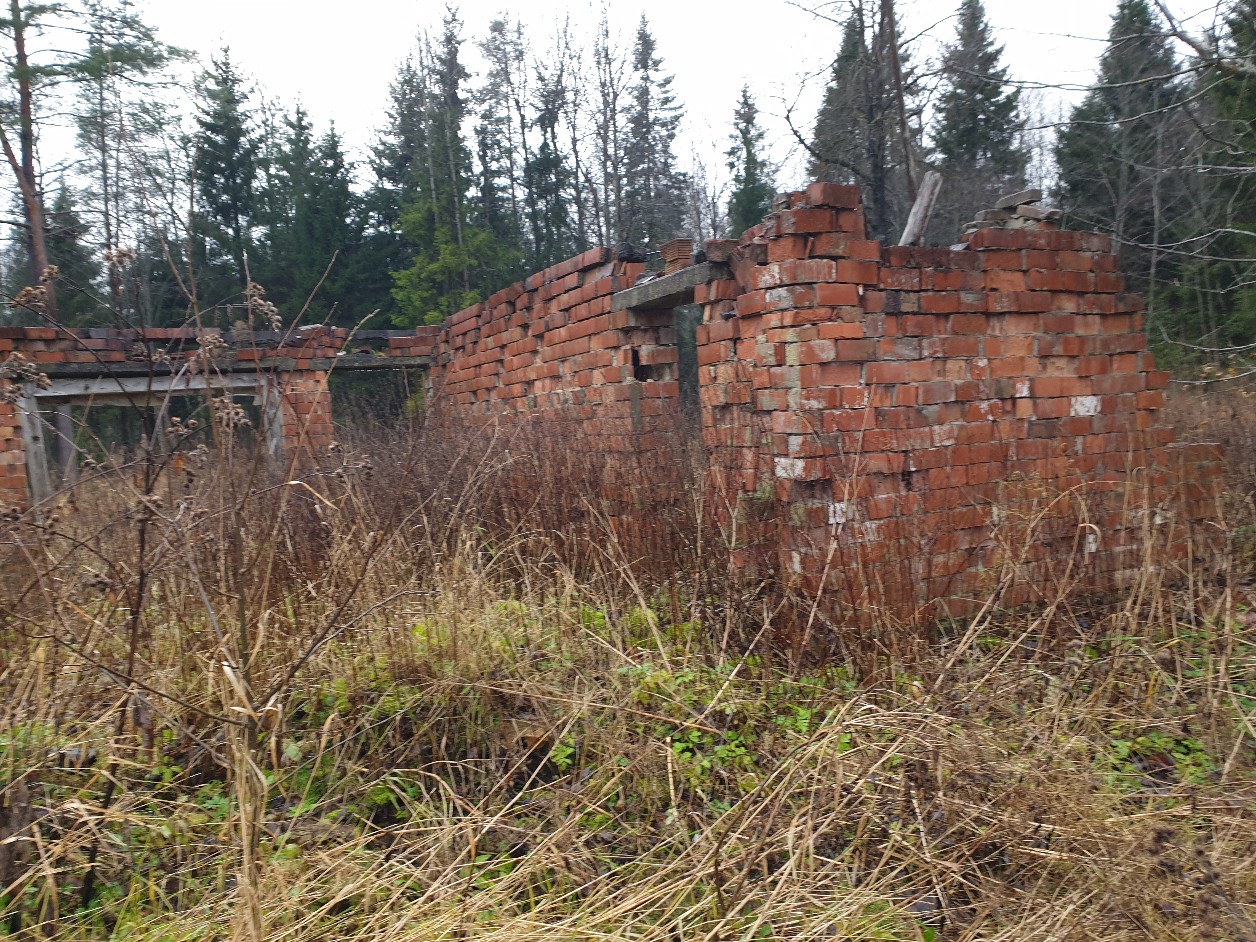 punane kärgtellistest vare-kotka vastas-3.jpg